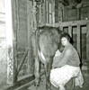 Milking: Bonnie (Kautz) Wiskus, daughter of Edwin Kautz, milking the cow, Jesse. “Back then we always wore dresses. I wore dresses or skirts in college. I graduated in 1963.” (Bonnie (Kautz) Wiskus Photograph)