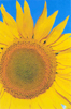 North Dakota ranks first in the United States in sunflower production, supplying more than half the nation's sunflower seeds.