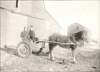 Going to school in two wheel cart, with Pony Fern, sister Florence and brother Leroy, 1941.